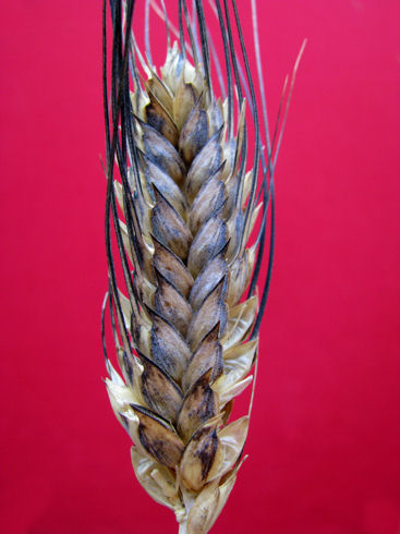 brc